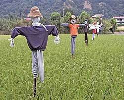 Qualifier » wet land where rice grows. Orang Orang Wikipedia Bahasa Melayu Ensiklopedia Bebas
