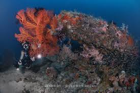 Anchor Wreck Menjangan bangkai kapal jangkar kedalaman 45 meter diving