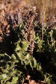 Image result for Berkheya zeyheri