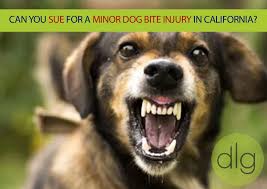 Usually, dog bite injuries are covered by homeowners insurance. Can You Sue For A Minor Dog Bite Injury In California