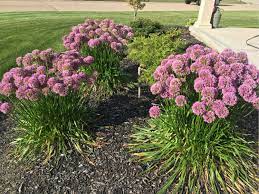 Millenium Ornamental Onion Mike S Backyard Nursery Plants Growing Flowers Perennials