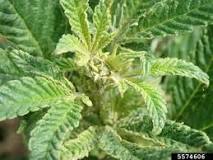 Image result