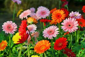 List of flower names a to z. S789wov62ylthm