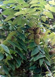 Pin On Edibles From Tree Shrub And Weed
