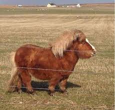 People wanted to know if the pup was well taken care of or if he was abused and they also. What Happens When Horse Mates With A Corgi Funny