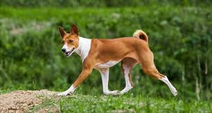 Aus den bisherigen urteilen kann man mitnehmen, dass ein hund nicht länger als 10 minuten am stück und nicht länger als 30 minuten täglich bellen darf. Gibt Es Bestimmte Hunde Die Nicht Bellen