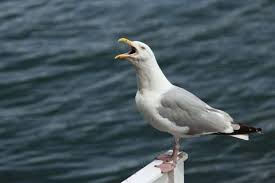Image result for seagull