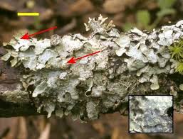Myxomycota Vegetative Form Foliose Vegetation Kingdom Fungi Protists