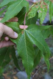 Image result for Platanaceae