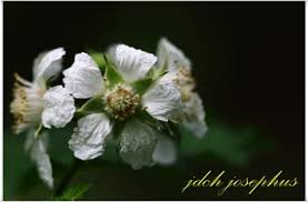 Image result for Rubus runssorensis