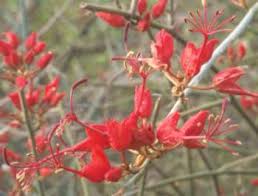 Image result for Cadaba