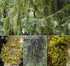 Image result for Lasianthus kilimandscharicus