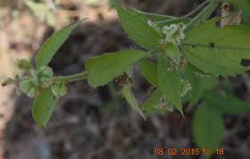 Image result for Tragia hildebrandtii