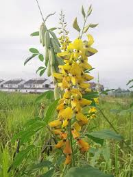 Image result for Crotalaria trichotoma