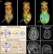 Image result for Centrostigma