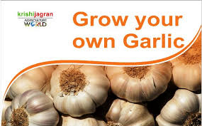 Check spelling or type a new query. How To Grow Garlic At Home