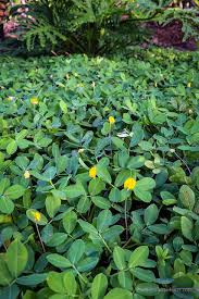 Image result for Acalypha glabrata