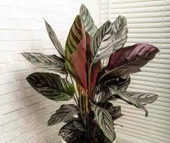 Image result for calathea