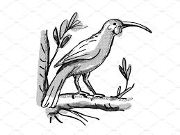 Bird Cartoon Pictures Black And White Huia New Zealand Bird Cartoon Retro Cartoon Style Drawing Cartoon Styles Retro Cartoons