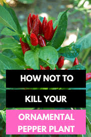 The plants are loaded with color, can handle heat and drought, and are hardly bothered by pests at all. The Very Best Ornamental Pepper Plant Care Hacks