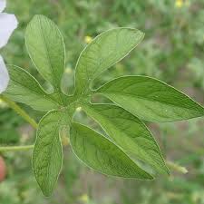 Image result for Ipomoea pes-tigridis