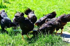 This can include anything besides beans, garlic, raw potatoes, onions, and citrus. The Ultimate Guide To Feeding Backyard Chickens Know Your Chickens
