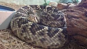 Work quickly in circular motions to maintain a light shade. Abilene Boy 1 Bitten By Rattlesnake Alert At Cook Children S Medical Center Ktxs