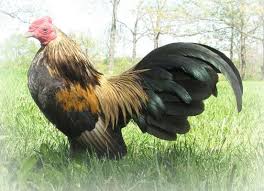 bantam breed chart 2019