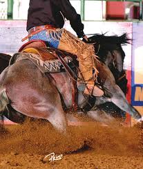 Meet the Horses and their Riders