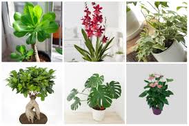 Vers la fin du mois d'avril, réduisez les tiges d'1/3 environ, elles ne doivent pas dépasser 10 cm de haut. Plante Verte Comment Choisir Une Plante D Interieur
