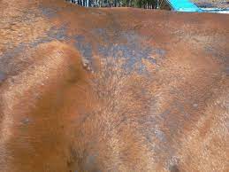 Rain Rot Home Remedies Of Horse