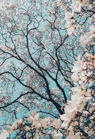 500 x 750 jpeg 83 кб. 42 Pretty Blossom Iphone Wallpapers Iphone Wallpapers Aesthetic Cherry Blossom Iphone 577x841 Wallpaper Teahub Io