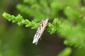 Image result for Ericinella