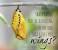 Beauty Butterfly Quotes