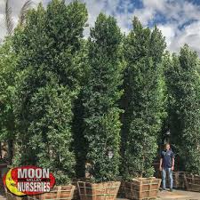If planting a privacy screen hedge, plant the individual holly trees between 4 and 6 feet apart. California Modern Landscape