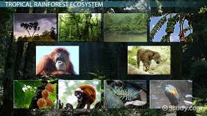 Tropical rainforest biome is an ecology or ecosystem composed of mainly vegetation community where the trees are closely spaced, and the. Tropical Rainforest Producers And Consumers Video Lesson Transcript Study Com