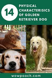 Golden Retriever Dog Breed Information Pictures Characteristics Facts Wowpooch Dogs Golden Retriever Dog Breeds Golden Retriever