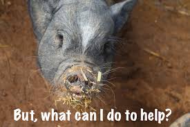 Pig Rescue Organizations Networks What You Can Do To Help Mini Pig Info