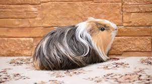 sheltie meerschweinchen infos und steckbrief