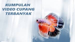 Bagi para pecinta ikan hias khususnya ikan cupang sudah bukan menjadi rahasia lagi bahwa daun ketapang adalah cara alami untuk penyembuhan ikan cupang. Kontes Internasional Cupang Hias Nusatic 2018 Youtube