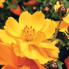 Cosmic Yellow Cosmos Flower Seeds Flower Seeds Cosmos Flowers Cosmos