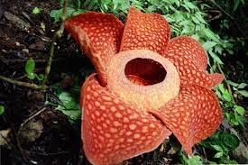 Flora and fauna in malaysia. 20 Unique Wildlife Species You Must Not Miss In Malaysia Wanderwisdom