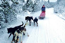 Husky mushing in Lapland: The trip with paw-wheel drive