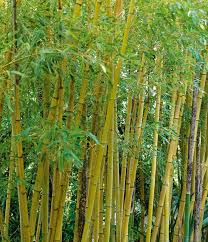 Image result for Justicia phyllostachys