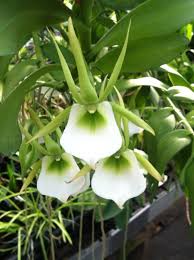 Image result for Diaphananthe stolzii