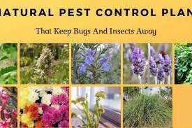 Check spelling or type a new query. 9 Natural Pest Control Plants That Keep Bugs And Insects Away