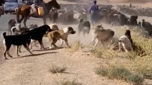 It is a large breed of dog recognized by fci as a molossoid type. Central Asian Shepherd Dog Fight In The Wild Youtube