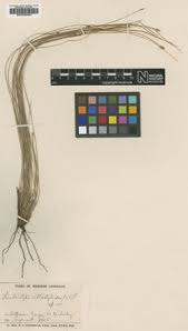 Image result for Actinoschoenus