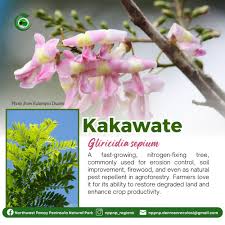 Image result for Gliricidia sepium