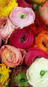 Pin On Wedding Flowers